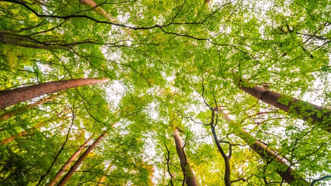 Tett furuskog med høye, rette stammer som strekker seg mot blå himmel en solrik dag.